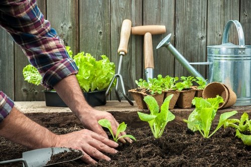 The image shows a person planting young lettuce seedlings in rich, dark garden soil within a backyard garden space. The garden features a weathered wooden fence in the background, alongside a collection of gardening tools such as a trowel, gardening fork, and watering can, arranged on a rustic wooden surface. To the left, there's a container with vibrant, green lettuce and other leafy greens, while to the right, a small plastic seed tray holds additional seedlings. The garden area is well-maintained with clear, fertile soil, and the scene is illuminated by natural daylight, suggesting a bright, overcast or partly sunny day. The environment appears to be a typical residential garden, ideal for vegetable cultivation, with natural tones of green, brown, and grey. This setup aligns with gardening and outdoor maintenance services offered by companies like Hedge Trimming Kings Cross, emphasizing garden cultivation, planting, and outdoor care in the local area near Kings Cross, London. The image demonstrates a focus on planting vegetables in a garden setting, reflecting professional gardening activities that enhance outdoor spaces.