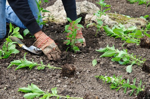 A person wearing gardening gloves and dark clothing is planting small shrubs into freshly turned, dark soil in a landscaped garden. Surrounding the planting area are green leafy plants, with some appearing to be newly planted and others already established. In the background, there are larger rocks and patches of soil, indicating ongoing garden preparation or planting work. The overall scene is outdoors under natural daylight, with a neat arrangement of young plants arranged in rows across a grassy or prepared garden bed. This setting reflects professional gardening and planting activities typical in residential outdoor spaces within the Kings Cross area, supported by local gardening services such as those offered by Hedge Trimming Kings Cross.