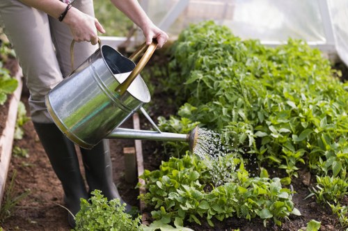 The image depicts a person watering a lush vegetable garden with a silver metal watering can, positioned over rows of vibrant green lettuce and leafy plants. The garden features well-maintained soil beds, with some areas showing rich, dark earth. In the background, taller green plants and possibly tomato or pepper bushes are visible, suggesting a diverse edible garden layout. The scene appears to be outdoors in natural daylight, with a greenhouse structure or frame partially visible on the right side, providing a controlled environment for plant growth. The person is dressed in casual gardening attire, including beige trousers and black boots, indicating active outdoor maintenance. This setup aligns with professional gardening and landscaping services, such as those offered by Hedge Trimming Kings Cross, supporting the upkeep of thriving, healthy gardens in the local London area, specifically around Kings Cross postcode regions, emphasizing outdoor plant care and garden management expertise.